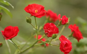 Red Rose Flower Bunch Wallpaper