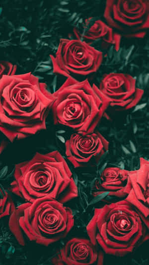 Red Rose Mobile Wallpaper