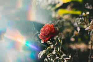 Red Rose Prism Photograph Wallpaper