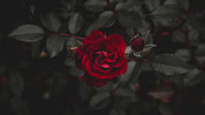 Red Rosebud Red Roses Laptop Wallpaper