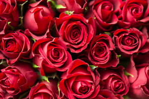 Red Roses Bouquet - Hd Wallpapers Wallpaper