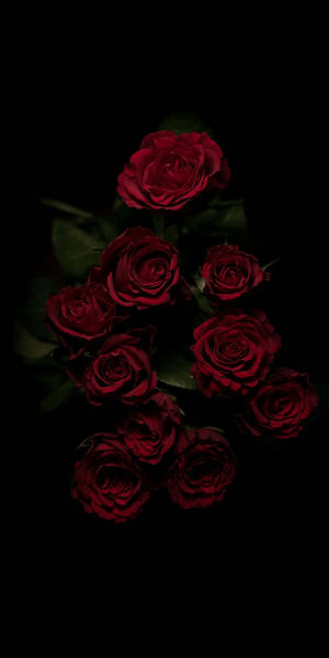 Red Roses Dark Hd Flowers Wallpaper