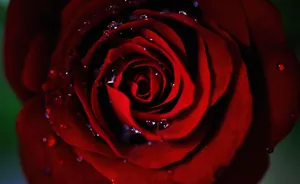 Red Roses Laptop With Beads Of Water Wallpaper