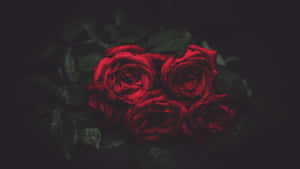 Red Roses On A Dark Background Wallpaper