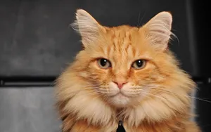 Red Siberian Cat Wallpaper