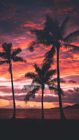 Red Sky Sunset With Palm Tree Wallpaper