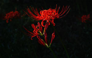 Red Spider Lily Flower Wallpaper