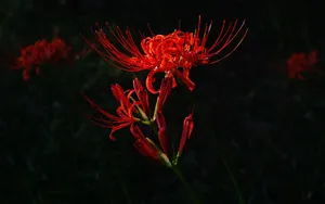 Red Spider Lily Flower Wallpaper