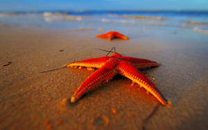 Red Starfish On Seashore Wallpaper