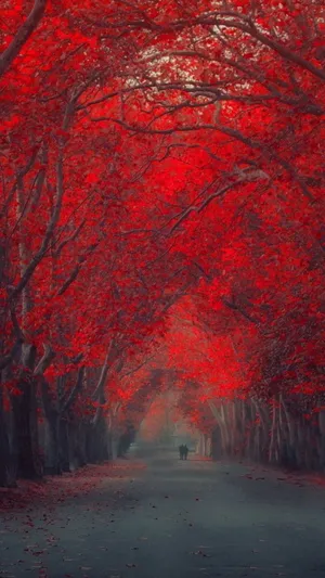 Red Trail Iphone X Wallpaper