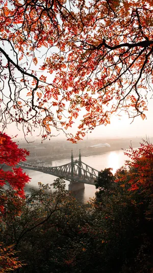 Red Tree During Early Fall Wallpaper