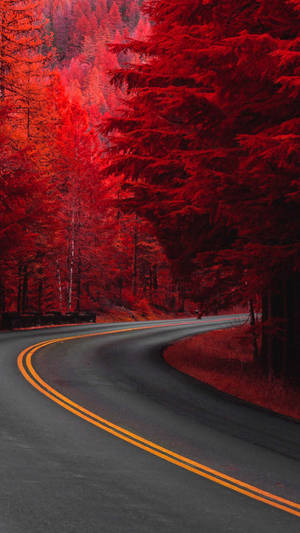 Red Tree Road 4k Hd Mobile Wallpaper