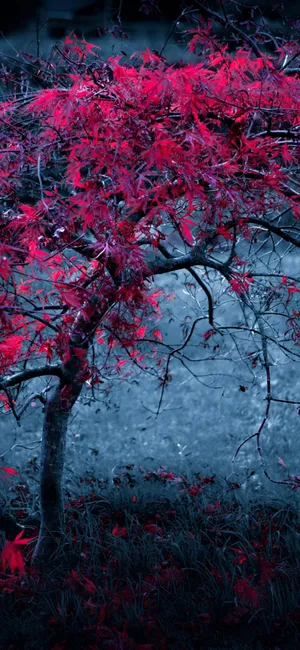 Red Tree Standing Against The Sky Wallpaper