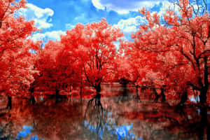 Red Trees Mangroves Forest Wallpaper
