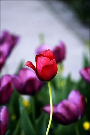 Red Tulip Amidst Purple Flowers.jpg Wallpaper