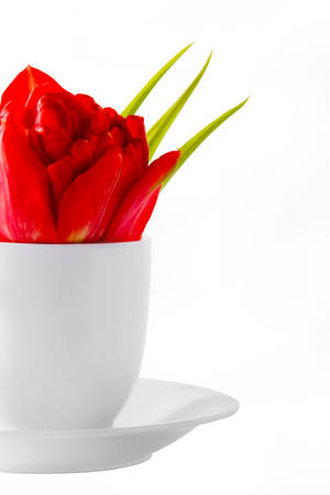 Red Tulip For Mothers Day Wallpaper