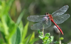 Red-veined Darter Dragonfly Wallpaper