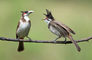 Red-whiskered Bulbul Birds In Nature Wallpaper