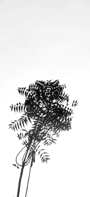 Redmi 4k Black White Wallpaper