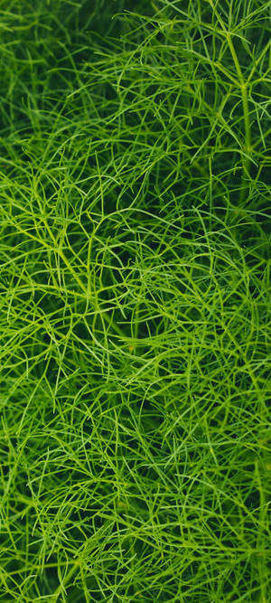 Redmi Note 10 Green Aquarium Plant Wallpaper