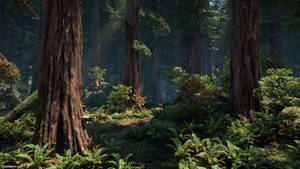Redwood Forest In The Dark Wallpaper
