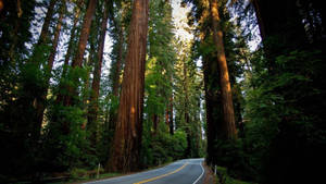 Redwood Forest On A Road Wallpaper