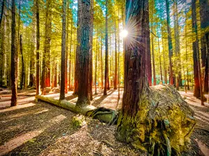 Redwoods Aesthetic Lockscreen Wallpaper