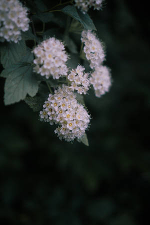 Reeve's Spiraea Flower Android Wallpaper