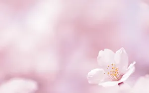 Refreshing Rays Of Sunshine In A Simple Spring Wallpaper