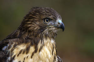 Regal Falcon With Brown Feather Wallpaper
