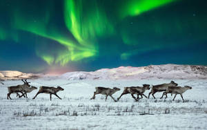 Reindeer Herd Northern Lights Wallpaper