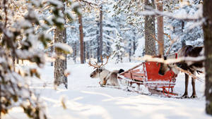 Reindeers Sledding In A Thick Snow Wallpaper