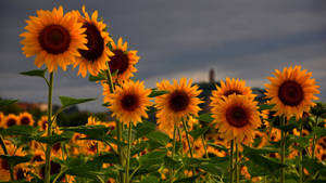 Relax And Enjoy The View Of A Stunning Sunflower Field Wallpaper