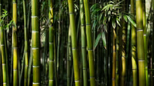 Relax And Rejuvenate In A Majestic Bamboo Forest Wallpaper