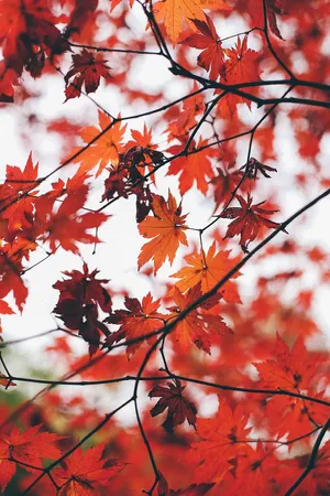 Relax And Unwind In The Vintage Fall Wallpaper