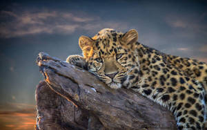 Relaxed And Dozy Leopard Wallpaper