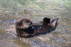 Relaxed_ Sea_ Otter_ Floating Wallpaper