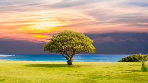 Relaxing Desktop Tree Wallpaper