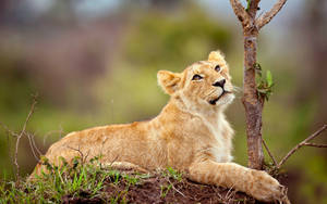 Relaxing Lion Cub Wallpaper