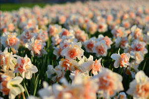 Replete Narcissus Flower Field Wallpaper