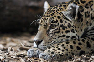 Resting Brown Jaguar Wallpaper