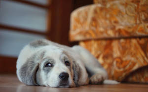 Resting Dog At Home Wallpaper