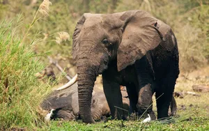 Resting Elephants Wallpaper