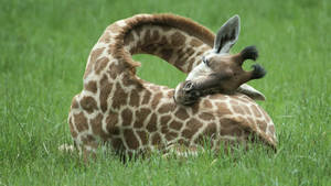 Resting Giraffe On Grass Wallpaper