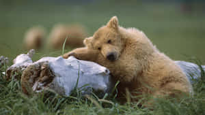 Resting Grizzly Bear Cub Wallpaper