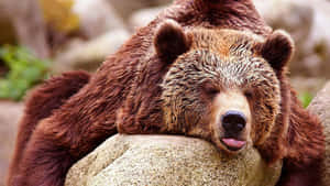 Resting Grizzly Bear Tongue Out Wallpaper