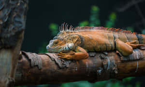 Resting Iguanaon Tree Branch Wallpaper