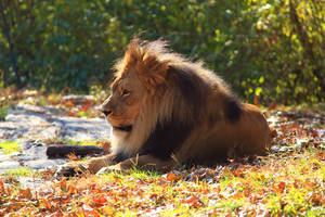 Resting Lion On Grass