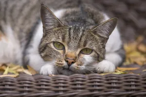 Resting Tabby Cat Wallpaper