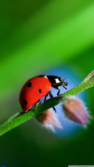 Retain A Youthful Attitude With The Ladybug Iphone! Wallpaper